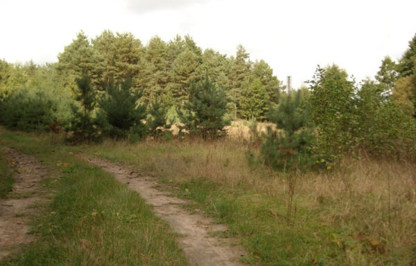 112095881_max.jpg